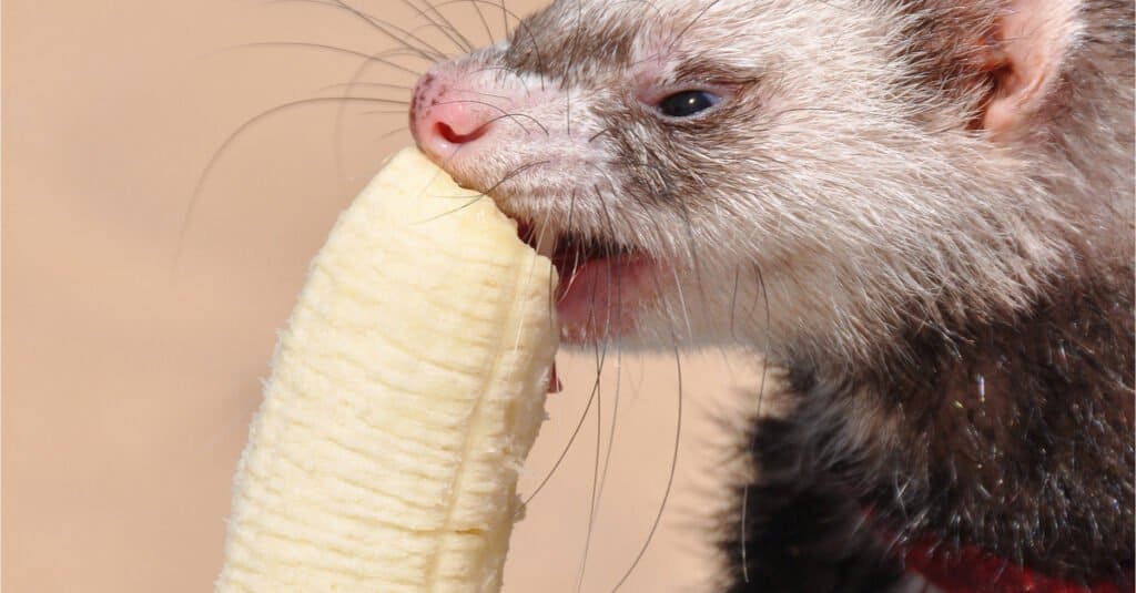 Ferret Teeth - ferret eating a banana