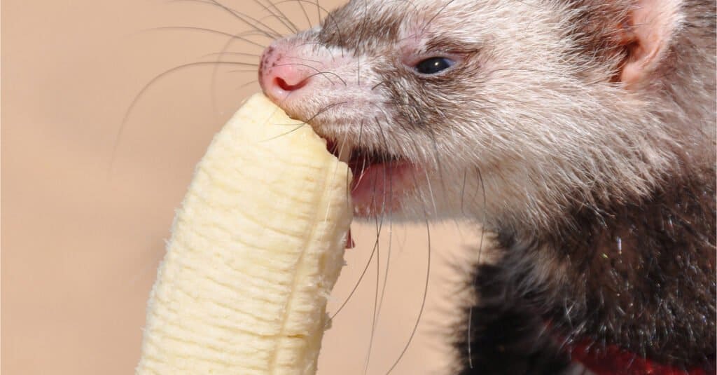 Fat Ferret: How to Know When You’re Feeding Your Ferret Too Much - IMP ...