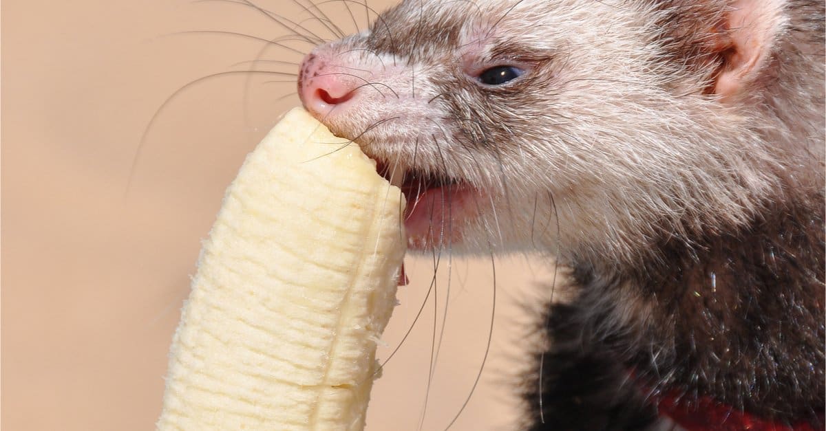 Ferret Teeth Everything You Need to Know AZ Animals