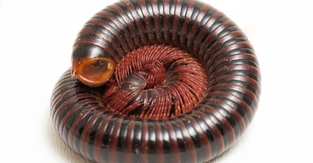 giant african millipede cyanide