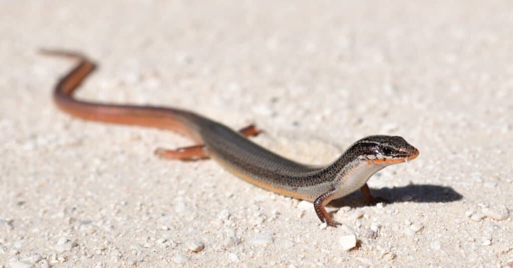 peninsula mole skink