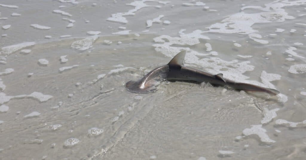 Baby hammerhead shark washed ashore