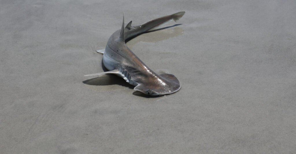 baby hammerhead shark portrait