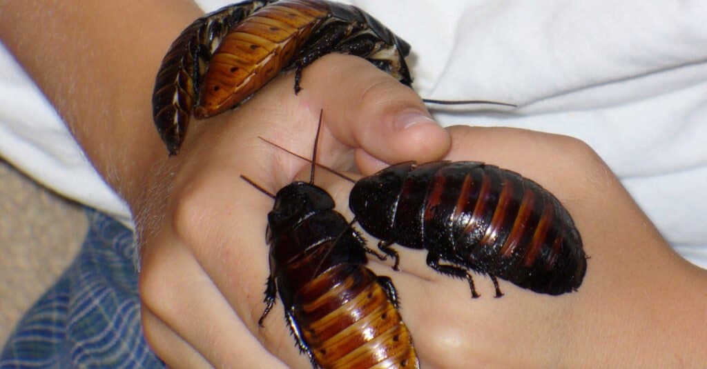 cockroach bite marks on baby