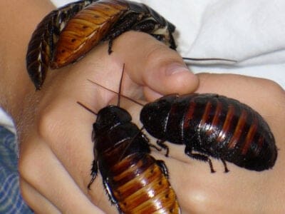 A Madagascar Hissing Cockroach