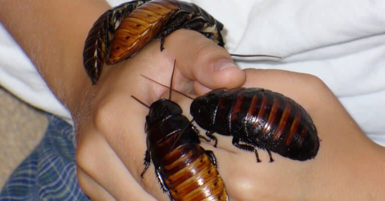 Types of Cockroach - Madagascar Hissing Cockroach