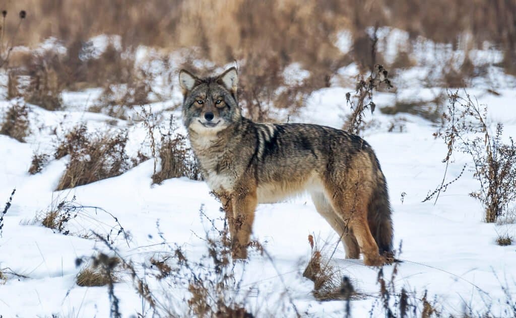 Eastern coyote