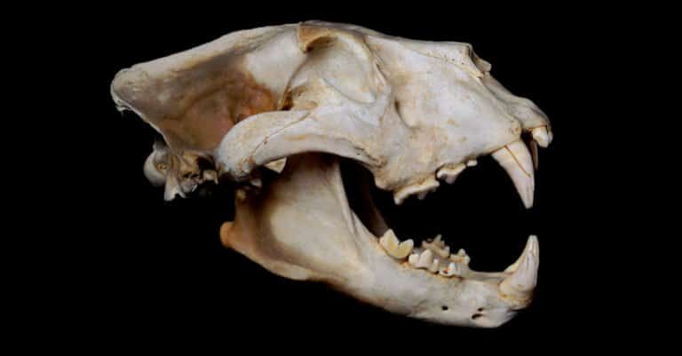 Lion Teeth - Skull of Lion