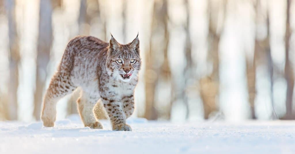 A lone bobcat walking on snow, though it is not snowing in the photo. The cat has light colored fur with dark markings. Out of focus grey tree trunks make up the background