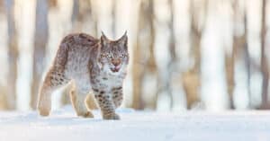 Bobcats in Mississippi: Types & Where They Live photo
