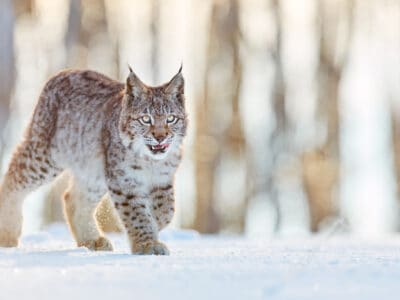 A Bobcats in Mississippi: Types & Where They Live