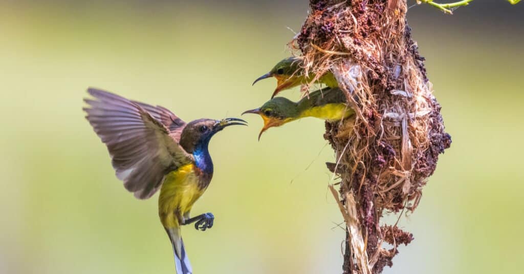 baby hummingbirds eating