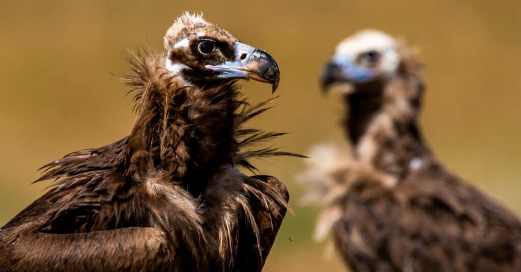 Black Vulture vs Turkey Vulture - Vultures