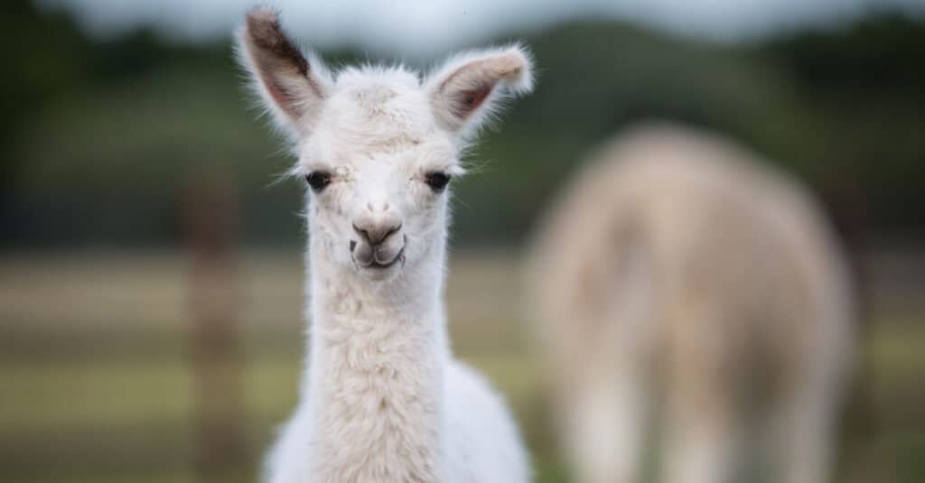 baby alpaca closeup