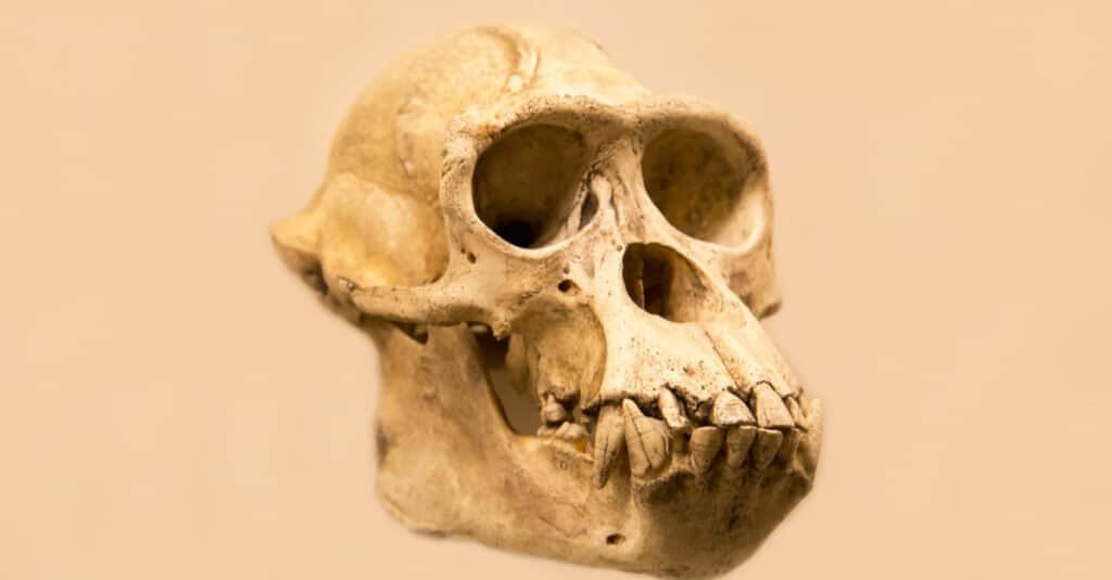 gorilla skull vs human skull