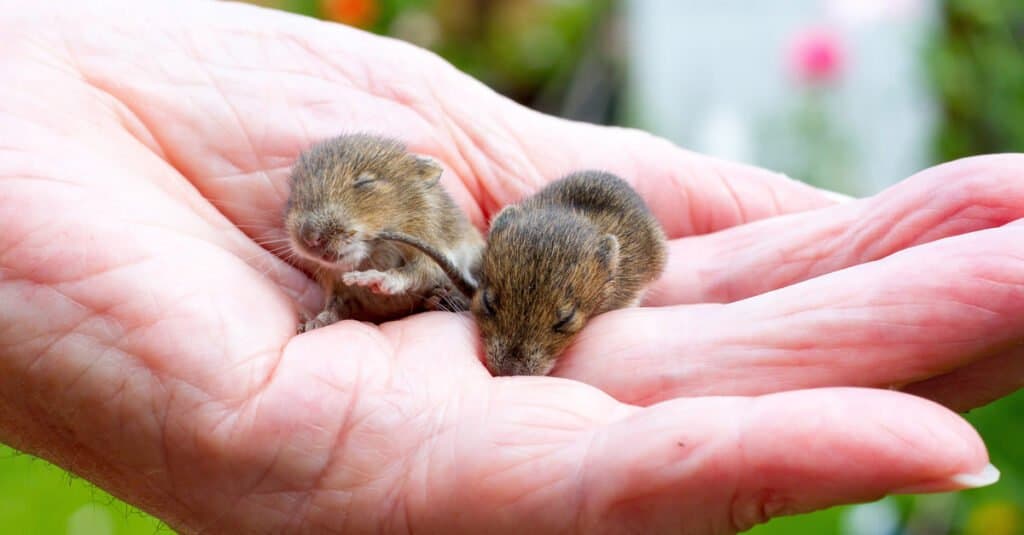 Tikus Hewan Peliharaan Bayi - Tikus Bayi