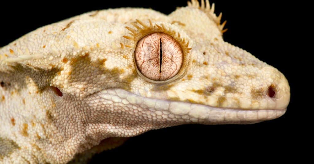 Crested Gecko Morphs - Lillywhite Crested Gecko