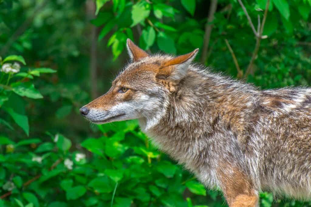 mixed fox coyote wolf