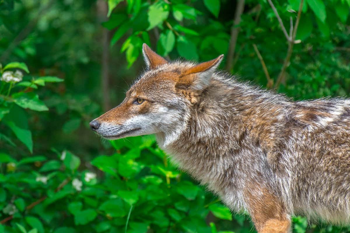 Coywolf - Coyote Wolf Mix: Everything You Need to Know About This ...