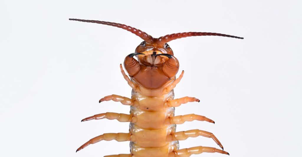 Centipede Bite - Underside of Centipede
