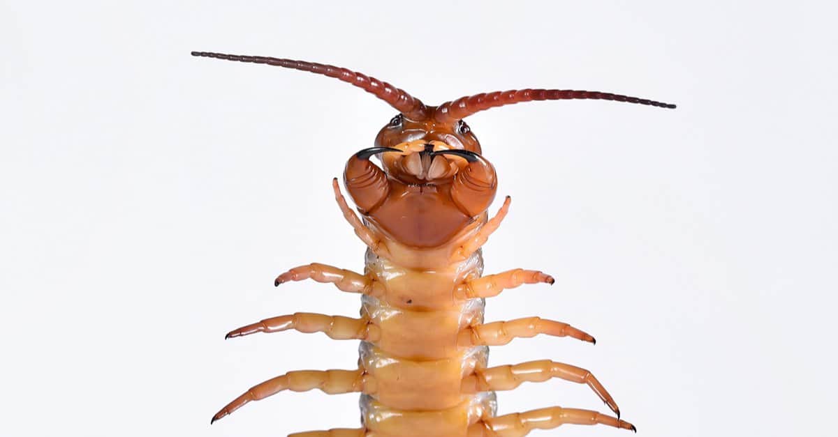 giant centipede bite