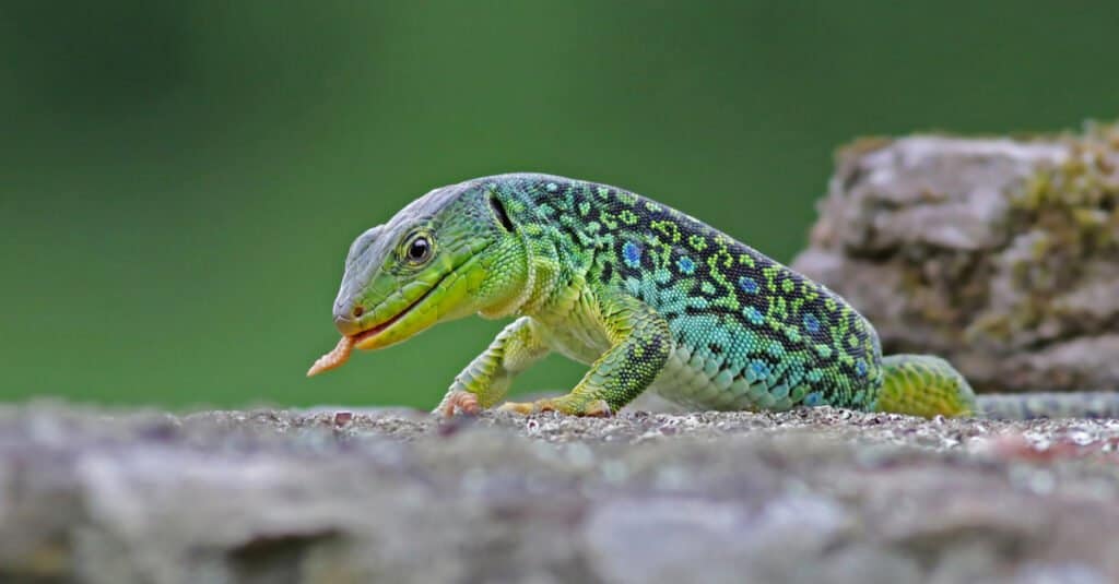 Types of Green Lizard - Jeweled Lacata