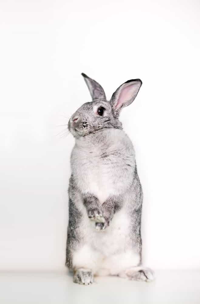 The Top 55 Best Pet Rabbit Breeds in A-Z Order - AZ Animals