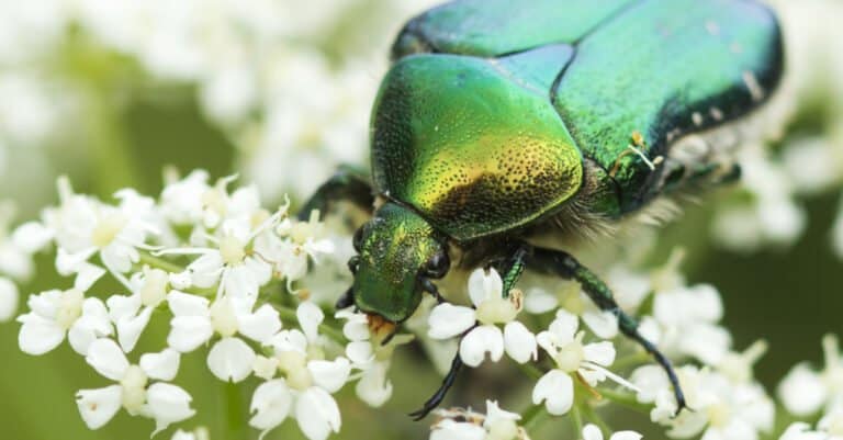 What Do June Bugs Eat - June Bug on Flower