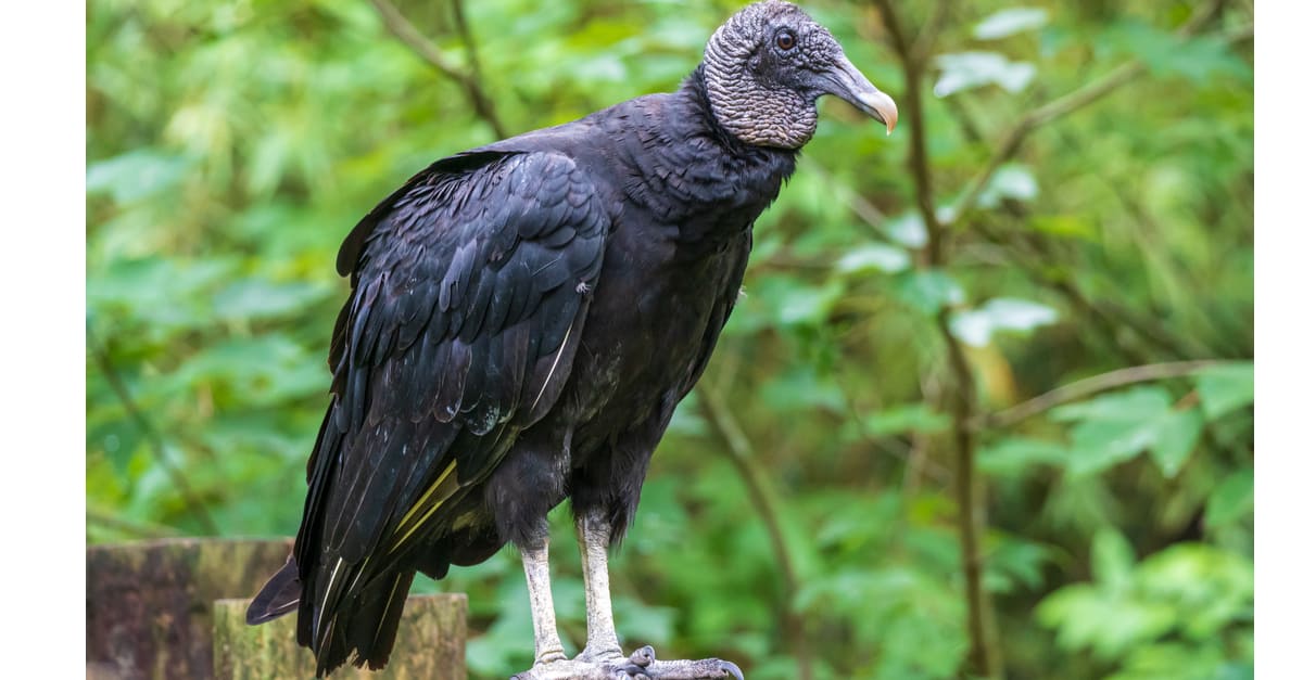 Black Vulture vs Turkey Vulture - black vulture
