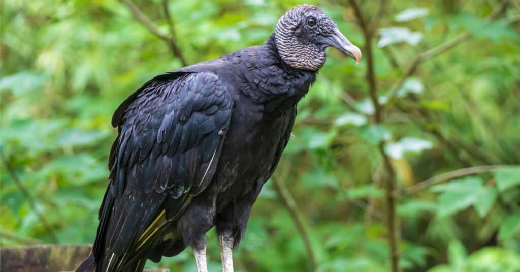 Black Vulture vs Turkey Vulture - Black vulture