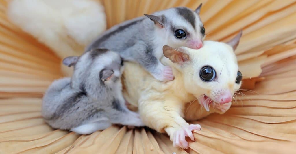 white baby sugar gliders