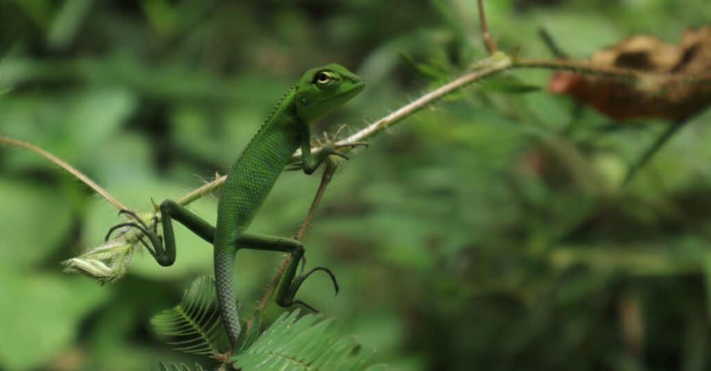 cutest lizards oriental garden lizard