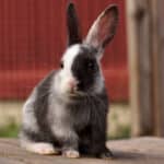 European rabbit