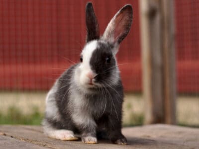 Harlequin Rabbit Picture