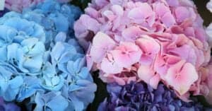 Are Hydrangeas Poisonous to Dogs or Cats? Picture