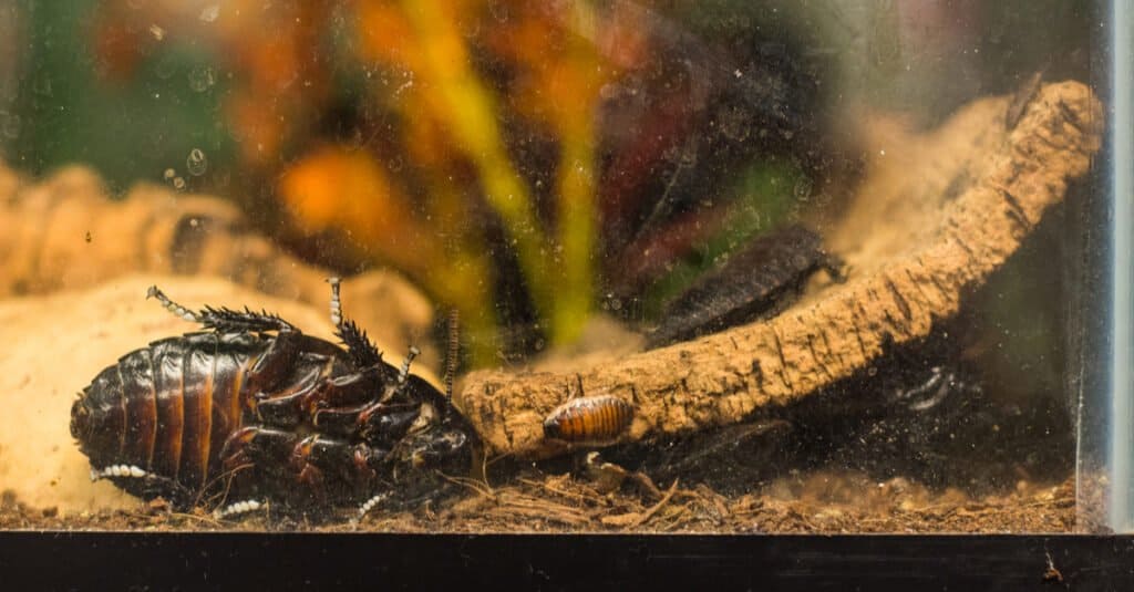 Madagascar Hissing Cockroach - Enclosure