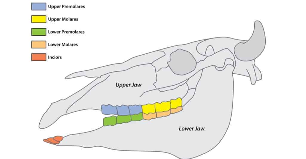 cow teeth anatomy