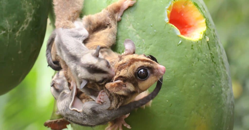 mother holding baby sugar glider