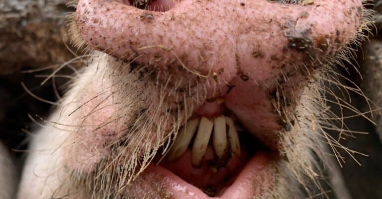Pig Teeth: View of Pig Incisors