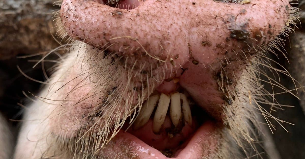 pig-teeth-everything-you-need-to-know-a-z-animals