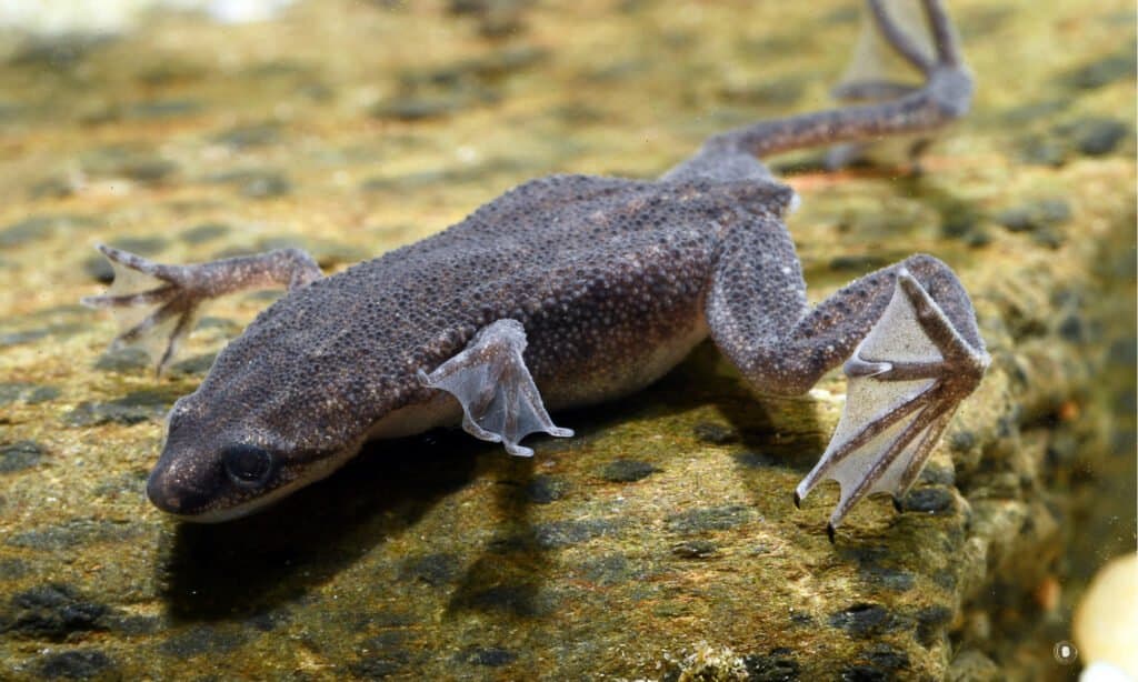 Dwarf store clawed frog