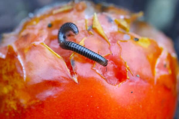 9 Common Types of Black Bugs with Pictures and Identification Guide - A ...