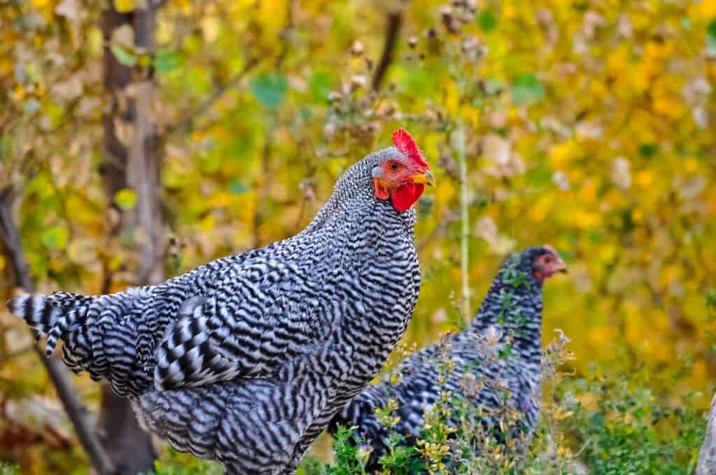 Plymouth Rock hens