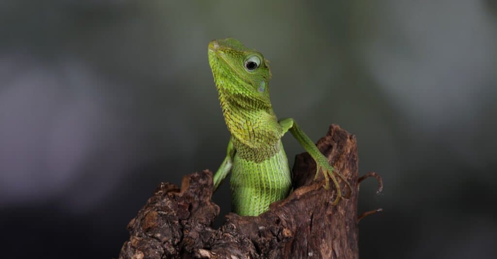 cutest lizard maned forest lizard