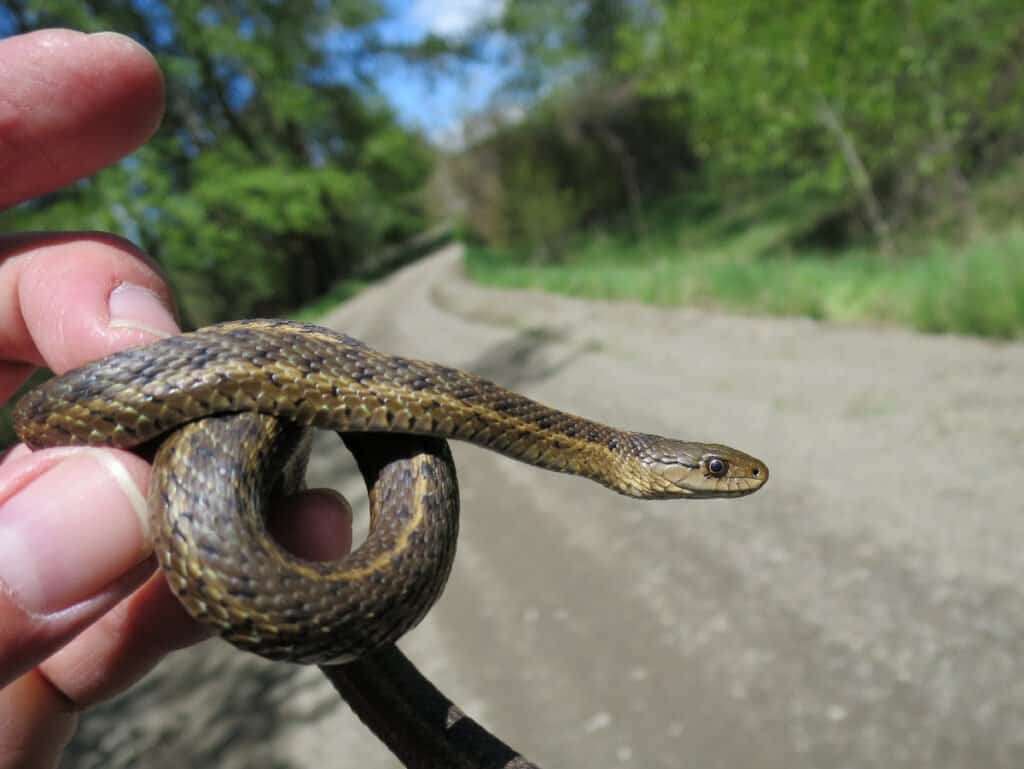 Western terrestrial garter snakes typically live close to water.