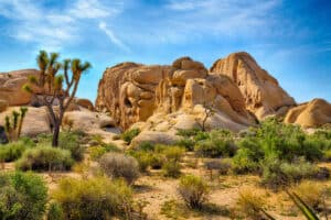 Are Dogs Allowed In Joshua Tree? 5 Important Rules to Know Picture