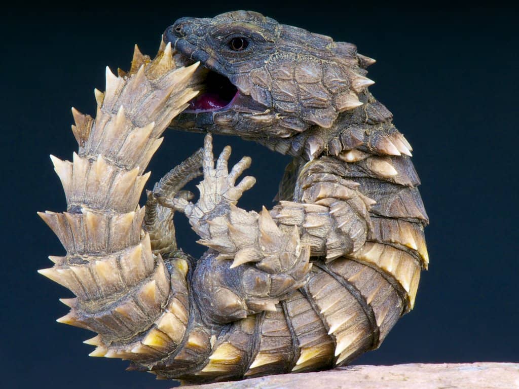 A close-up of an armadillo lizard, which is a better alternative to a Komodo dragon.