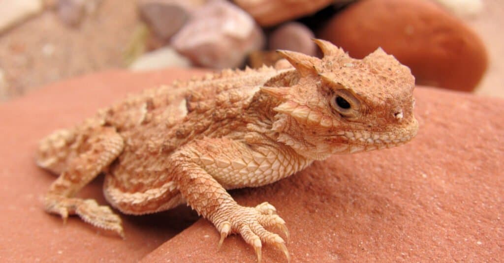 cutest baby lizard horny toad