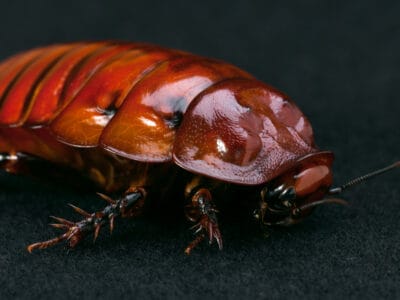 A The 5 Most Common Roaches In Wisconsin