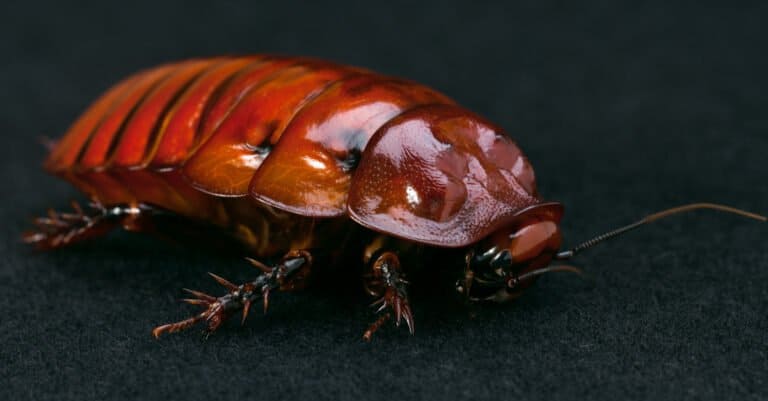Types of Cockroaches - Australian Burrowing